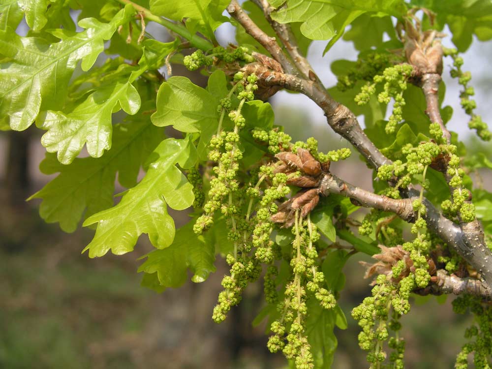 Flaumeiche (Quercus pubescens) Flaumeiche (Quercus pubescens) (depositphotos.com)