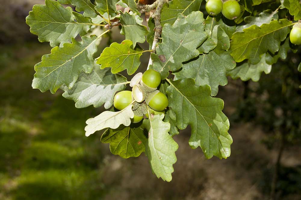Traubeneiche Quercus petraea Traubeneiche Quercus petraea (depositphotos.com)