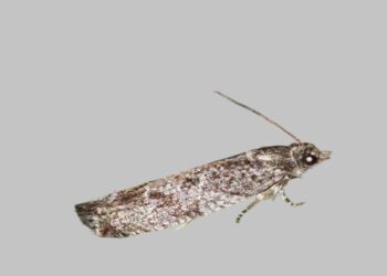 Lärchenwickler (Zeiraphera griseana)