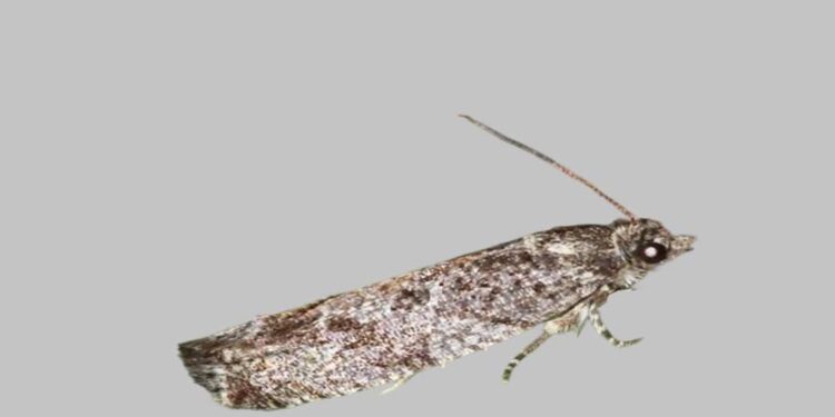 Lärchenwickler (Zeiraphera griseana)