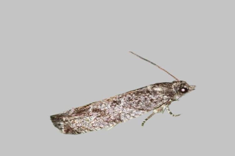 Lärchenwickler (Zeiraphera griseana)