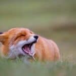 Welche Geräusche machen Füchse?