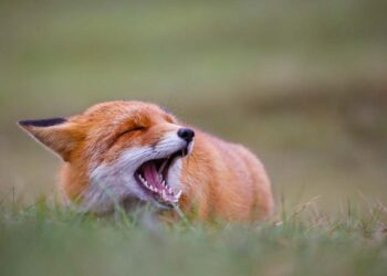 Fuchs Geräusche (depositphotos.com)