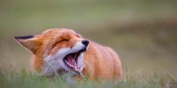 Fuchs Geräusche (depositphotos.com)