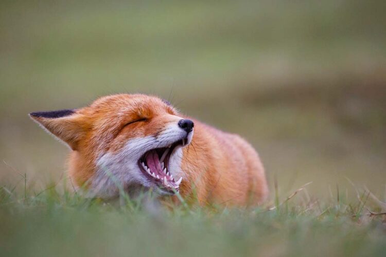 Fuchs Geräusche (depositphotos.com)