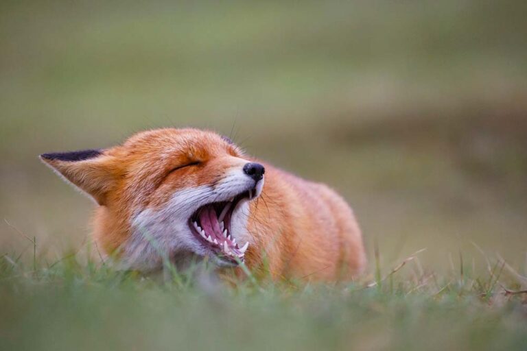 Mehr über den Artikel erfahren Welche Geräusche machen Füchse?