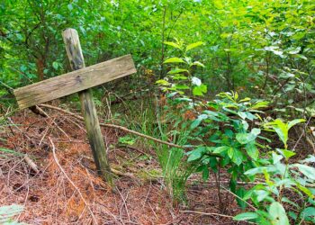 Waldbestattungen (depositphotos.com)