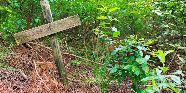 Waldbestattungen (depositphotos.com)